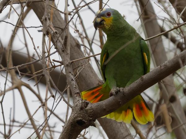 Oranjevleugelamazone (Amazona amazonica)